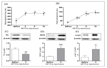 MPTP/probenecid(MPTP/p) 기반 조기 단계에서의 비운동 증상인 colonic motility 및 후각 기능 감소 유도와 장운동 관련 인자 변화 확인(A: bead expulsion test, B: buried pellet test, C: TH expression in colon, D: iNOS expression in colon, E: α-synuclein expression in colon)