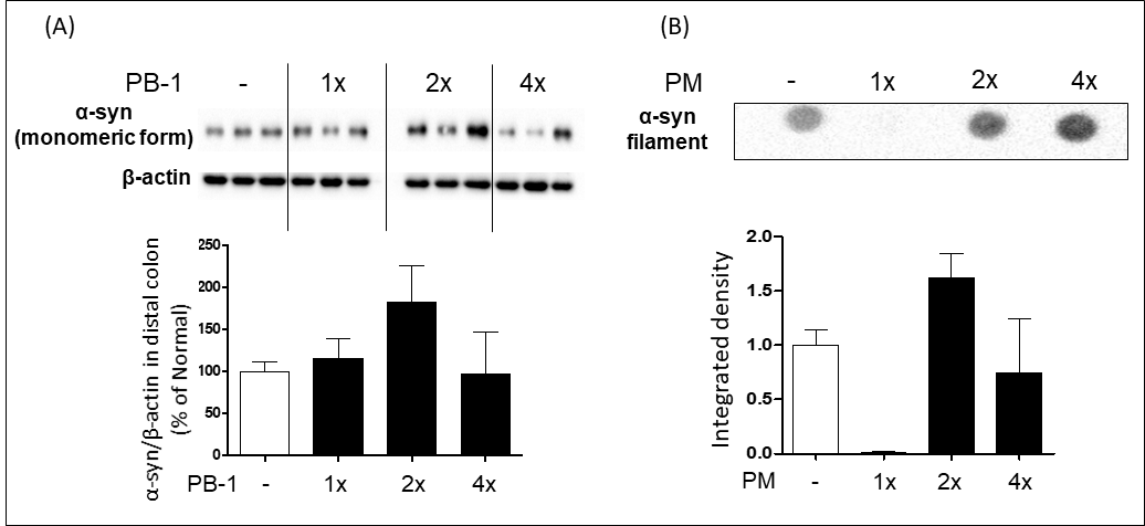 PB-1 투여 용량별 장조직에서의 α-synuclein monomer(A) 및 filament(B) 증가 유도 확인