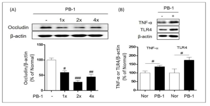 PB-1 투여 용량별 장벽 붕괴(A) 및 염증 인자(B) 증가 유도 확인