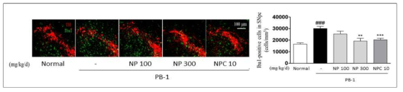 NP 추출물 및 NPC 투여에 의한 PB-1 유도 뇌 신경염증 억제 효능 확인