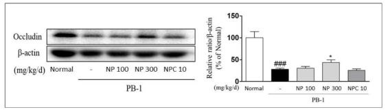 NP 추출물에 의한 PB-1 유도 장내 epithelial barrier 붕괴 억제 효능 확인