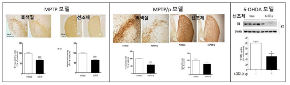 MPTP, MPTP/p, 6-OHDA 유도 파킨슨병 마우스의 흑색질 또는 선조체에서의 도파민세포손상 확인