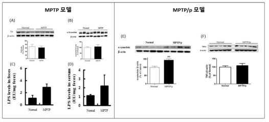 MPTP (A: TH levels in colon, B: α-synuclein levels in colon, C: LPS levels in feces, D: LPS levels in serum), MPTP/p (E: α-synuclein levels in colon, F: TNF-α levels in colon), 6-OHDA (E: rotarod test, F: pole test, G: locomotor activity test, H: rotation test) 유도 장내 TH, α-synuclein 및 염증 인자 변화 확인