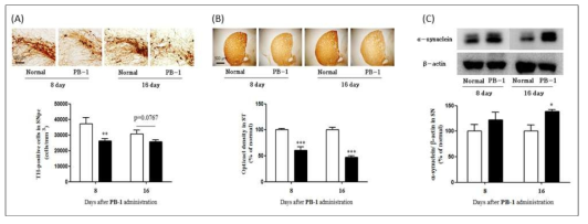 PB-1 투여 동물의 뇌 흑색질(A), 선조체(B)에서의 도파민신경세포손상 및 흑색질에서의 α-synuclein 과발현(C) 유도(□: Normal, ■: PB-1)