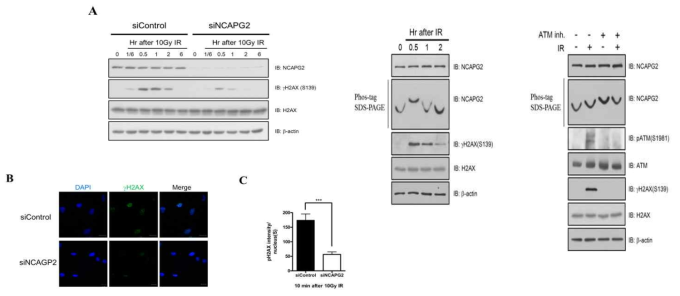 DNA 손상시 NCAPG2 siRNA처리에 의한 rH2AX형성의 감소와 NCAPG2의 인산화