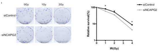 NCAPG2 발현 억제에 의한 DNA 손상에 따른 세포 생존율 변화