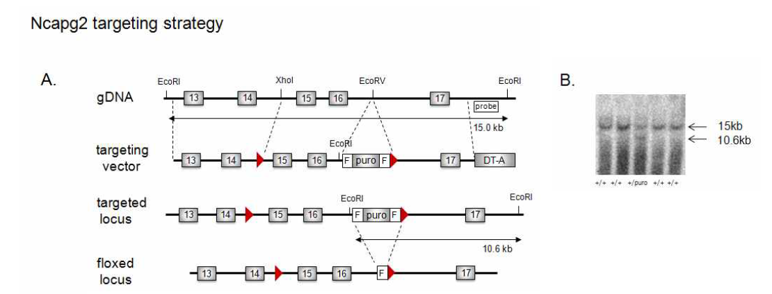 NCAPG2 conditional knockout mice targeting strategy