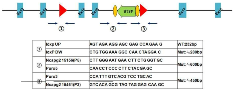 NCAPG2 KO mouse genotyping 분석을 위한 PCR primer 모식도