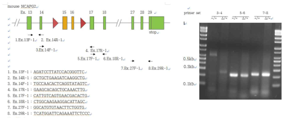 제작된 NCAPG2의 genetically modified mice의 mRNA 발현확인