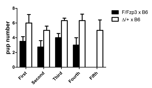 F/FZp3(F)x B6(M)사이 각 배에서의 pup개체수