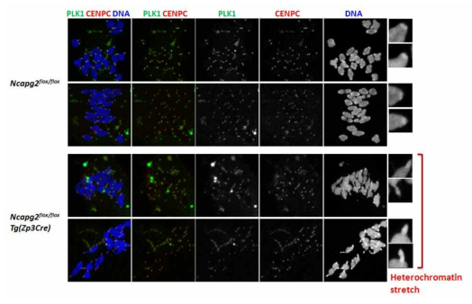 Ncapg2 F/FZp3, F/F에서의 과배란 유도 난자의 생식세포 분열과정 중 PLK1의 염색상