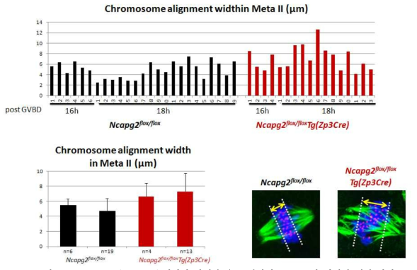 Ncapg2 F/FZp3, F/F에서의 과배란 유도 난자의 meiosis의 염색체 배열 차이