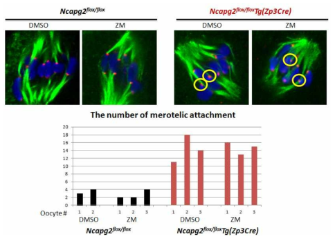 Ncapg2 F/FZp3, F/F에서의 과배란 유도 난자의 meiosis II에서 merotelic attachment의 변화