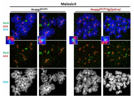 Ncapg2 F/FZp3, F/F에서의 과배란 유도 난자의 meiosis에 Rec8의 발현