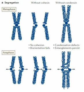 Cohesion과 Condensin 손실에 의한 세포분열기 염색체 분열의 이상