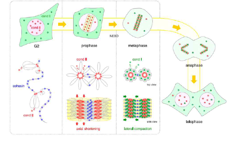 Cohesion과 Condesin의 cell cycle progression에 따른 역할