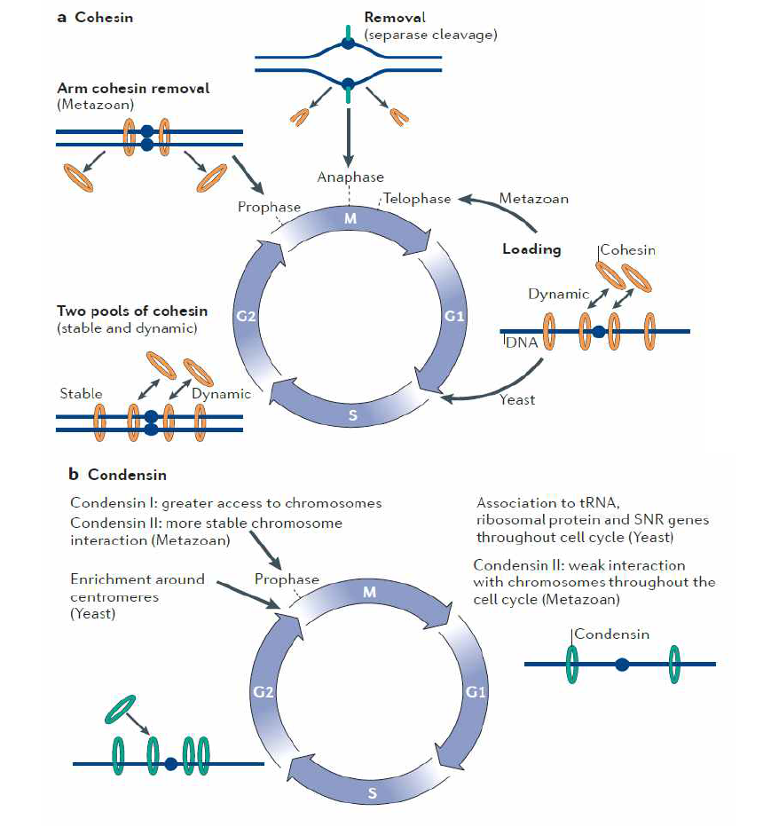 Cohesion과 Condensin 복합체의 cell cycle 동안의 염색체상 위치