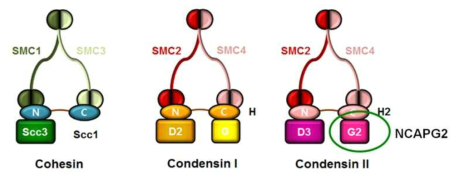 Cohesion과 Condensin 복합체의 단백질의 구성