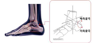 족관절 배측굴곡/저측굴곡