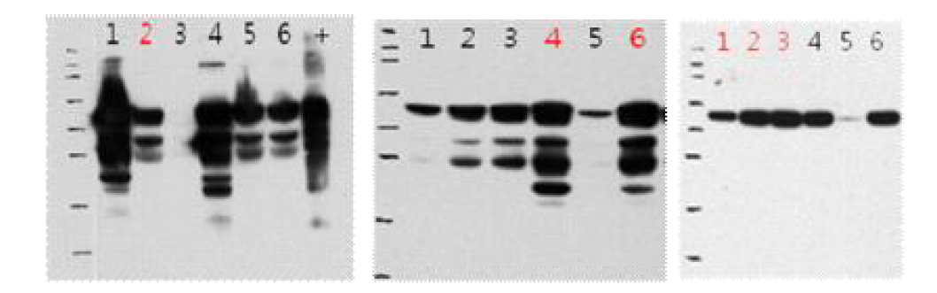 1회, 2회, 3회 clone isolation시 western blot을 통한 단백질 발현 확인 결과