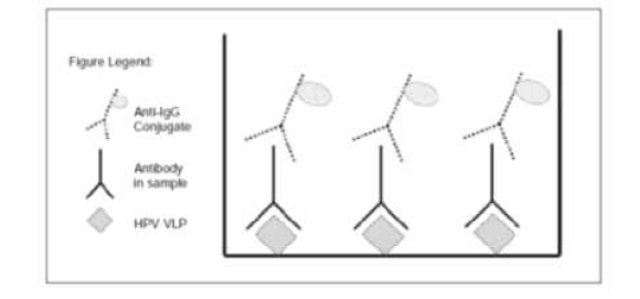 VLP ELISA의 원리