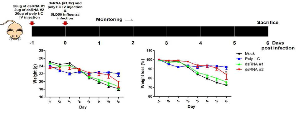 합성된 long dsRNA의 항바이러스 효과 (#1 및 #2-1)