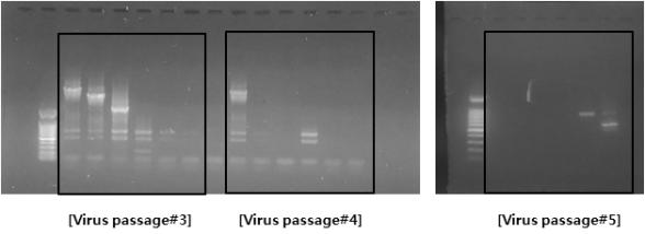 Virus passage 별 nested PCR 결과