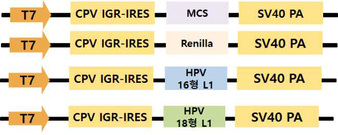 개발된 CPV 유래 RNA construct에 Renilla, HPV 16형 L1, HPV18형 L1 유전자를 삽입한 모식도 (MCS; multi cloning site)