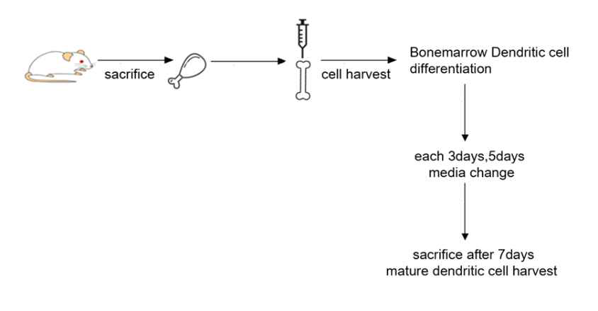 BMDC 배양 과정 및 RNA adjuvant 처리 모식도