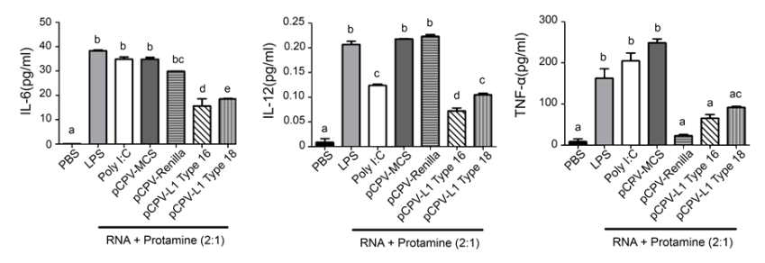 다양한 RNA adjuvant 후보를 LPS, Poly I:C를 비교하여 처리 한 후 BMDC 배양 상층액 내에 존재하는 사이토카인 분석