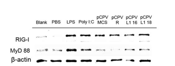 CPV 유래의 RNA adjuvant에 의한 신호전달기작 Western-Blot 결과