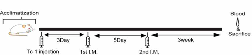 개발된 HPV RNA construct의 치료용 백신 효능을 확인을 위한 면역 스케줄표
