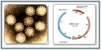 HPV 바이러스의 전자현미경 사진(좌)과 유전자지도(우)