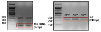 배양된 sic-BCG에서 RNA 추출 후 cDNA를 합성하여 sic의 mRNA 수준 발현을 확인