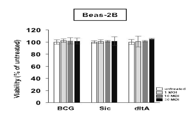 정상세포주인 Beas-2B세포에서 정상 세포에 영향을 주지 않는 농도 1 MOI, 10 MOI, 30 MOI 농도 설정