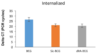 방광암세포주인 5637세포에 BCG와 재조합 BCG를 30MOI, 8시간 처리 후 내재화 비교