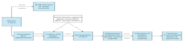 BCG 방광내 주입요법시 선천면역계의 역할