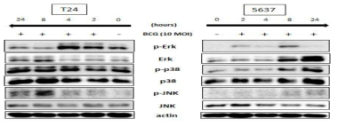 방광암 세포주 T24 (A), 5637 (B)에 10 MOI 농도의 BCG를 0, 2, 4, 8, 24 시간 처리 후 세포를 수집하여 Erk (MEK1/2), p38 MARK, JNK 의 인산화 활성 여부를 Western blot을 이용하여 관찰