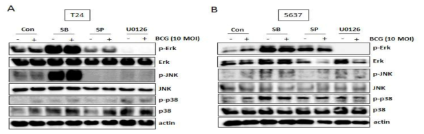 방광암 세포주에 p38 저해제 (SB203580; SB), JNK 저해제 (SP600125; SP), Erk 저해제 (U0126) 전처리, 2시간 후에 10 MOI BCG를 처리하여 8시간 후에 세포를 수집, Western blot을 수행
