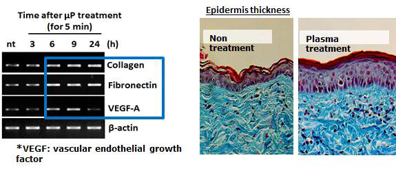 동물 실험을 통한 피부재생인자 증가 확인