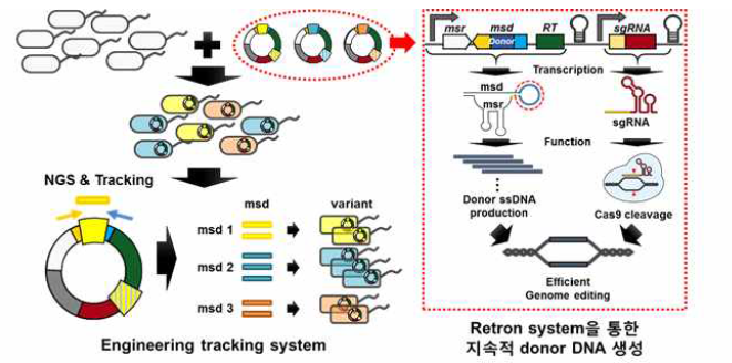 Retron system을 이용한 대장균 유전체 engineering 방법