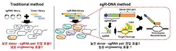 Donor와 sgRNA를 한 번에 전달하는 sgR-DNA를 이용한 다중 유전체 교정 기술의 모식도