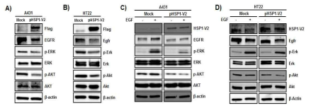 HSP1 V2의 과발현에 의한 ERK/AKT signal 억제 확인