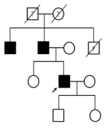 Pedigree of the Korean family with Stargardt-like macular dystrophy 4