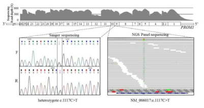 DNA electropherograms of a fragment of PROM1 gene by Sanger sequencing. Proband DNA sequence showing a heterozygous missense variant (NM_006017.1: c.1117C>T)