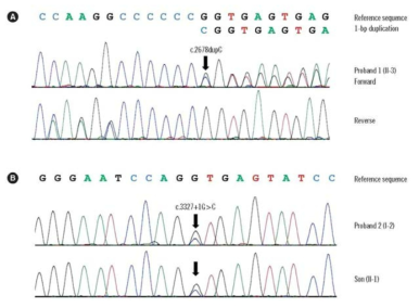 상기 두 가계의 COL2A1 gene sequencing 결과