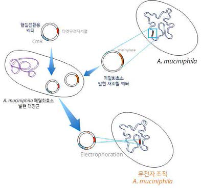 Akkermansia muciniphila 균주의 유전자 조작 벡터 제작