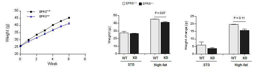 고지방식이 EPRS 정상 혹은 결여 마우스에서의 체중변화