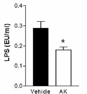 AK 균주 투여 비만/고혈당 마우스의 혈중 LPS 농도