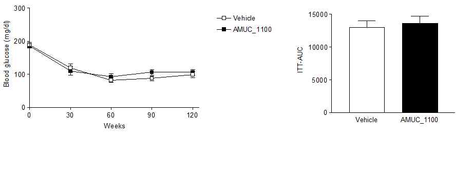 AK 균주 유래 단백질 Amuc_1100의 투여에 따른 인슐린 저항성 개선 효과